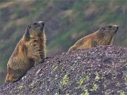 67 Marmota marmota (Marmotta delle Alpi) in osservazione da un roccione 